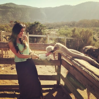 Ostrichland USA - Attraction Farms Near Me - Solvang, California
