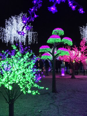 Aurora Winter Festival by null