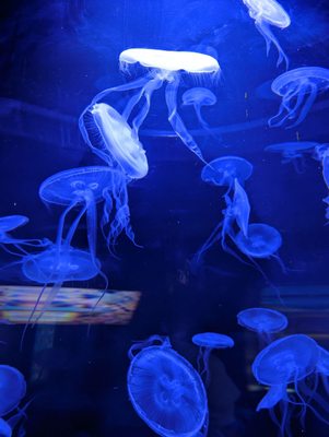North Carolina Aquarium at Fort Fisher by null