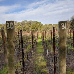 Matthew Gibson Winery - 4 by 4 foot high density row spacing. A headache to work, but makes great wines!!! Only 5 lbs per vine!