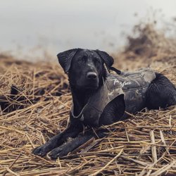 California Guide Service - Nova, the retriever