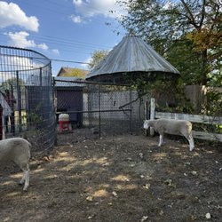 Rochester Cider Mill - Petting farm