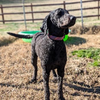 D&C Dog Training - Chloe soaking up the sun - Pet Training Near Me - Woodlawn, Tennessee D&C Dog Training - Chloe soaking up the sun - Pet Training Near Me - Woodlawn, Tennessee