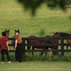 Serene Vista Spa Bed and Breakfast - B&B guests can walk down to our fence to visit with horses as we are surrounded by a 700 acer horse farm.