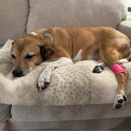 Our Puppy