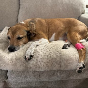 VEG ER for Pets - Our Puppy - Emergency Pet Hospital Near Me - Mt Pleasant, South Carolina