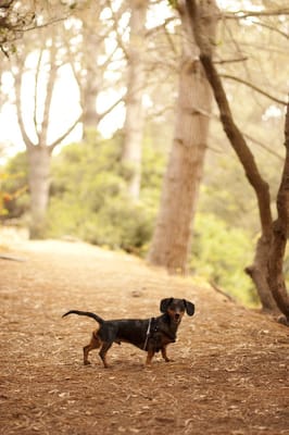 Presidio Park by null