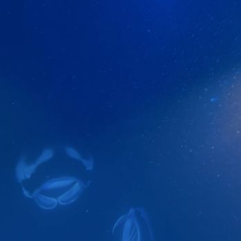 Sunlight On Water - Mantas - Snorkeling Near Me - Kailua-Kona, Hawaii Sunlight On Water - Mantas - Snorkeling Near Me - Kailua-Kona, Hawaii