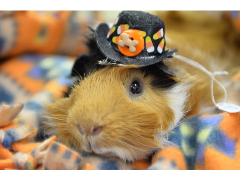 amore-pet-boutique-updated-november-2024-25-photos-1017-main-st