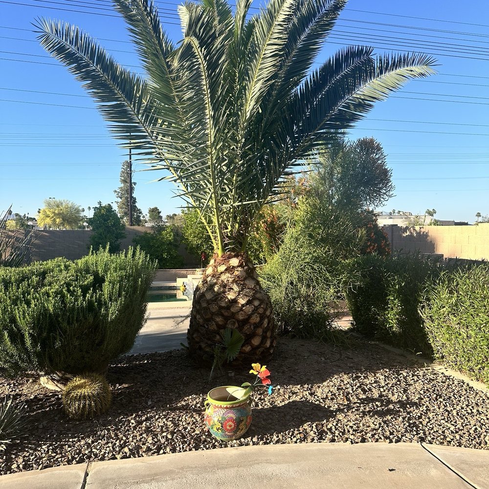 July AZ Landscaping - Landscaping Near Me - Mesa, Arizona July AZ Landscaping - Landscaping Near Me - Mesa, Arizona
