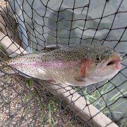 Tahoe Trout Farm