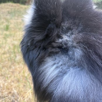 Muddy Paws - The "muddy paws botched look" - Pet Groomers Near Me - McKinleyville, California Muddy Paws - The "muddy paws botched look" - Pet Groomers Near Me - McKinleyville, California
