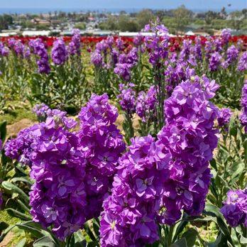 The Flower Fields - Venues & Event Spaces Near Me - Carlsbad, California The Flower Fields - Venues & Event Spaces Near Me - Carlsbad, California