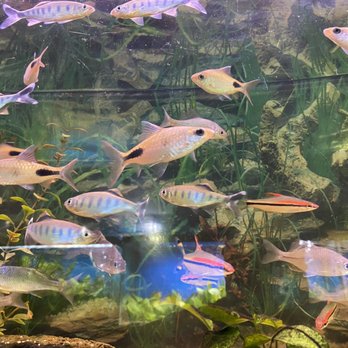 Wet Spot Tropical Fish - All the lovely fishies... - Aquarium Services Near Me - Portland, Oregon