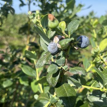 Southern Hill Farms - Fruits & Veggies Near Me - Clermont, Florida Southern Hill Farms - Fruits & Veggies Near Me - Clermont, Florida