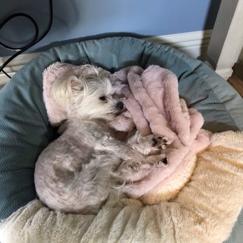 BluePearl - Brandon - After the first October 2023 visit - Veterinarians Near Me - Brandon, Florida BluePearl - Brandon - After the first October 2023 visit - Veterinarians Near Me - Brandon, Florida