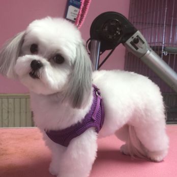 Pet Spa Salon - Pet Groomers Near Me - Youngstown, Ohio Pet Spa Salon - Pet Groomers Near Me - Youngstown, Ohio