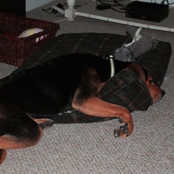 Planned Pethood Clinics - Passed out with pain meds and a lot of love! - Veterinarians Near Me - Rocky Mount, Virginia Planned Pethood Clinics - Passed out with pain meds and a lot of love! - Veterinarians Near Me - Rocky Mount, Virginia