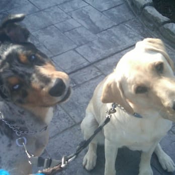 Curbside Cuts - Tico and Chesney - Pet Groomers Near Me