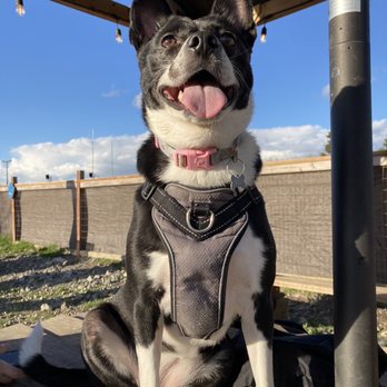 Paws For A Beer - Fenced in area and lots of picnic tables - Beer Gardens Near Me - Bellingham, Washington Paws For A Beer - Fenced in area and lots of picnic tables - Beer Gardens Near Me - Bellingham, Washington