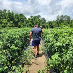 Bugby Plantation U-Pick - Hubby walking down the rows looking for ripe tomatoes