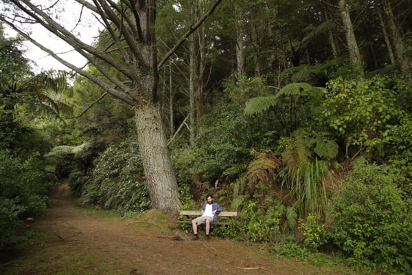 Redwoods – Whakarewarewa Forest by null