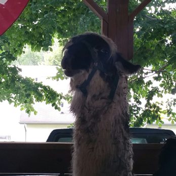 Howard County Fair - Animals - alpacas (2017) - Festivals Near Me - West Friendship, Maryland