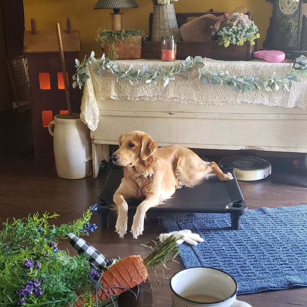 The Pawfect Place - Pet Training Near Me - Bluff City, Tennessee