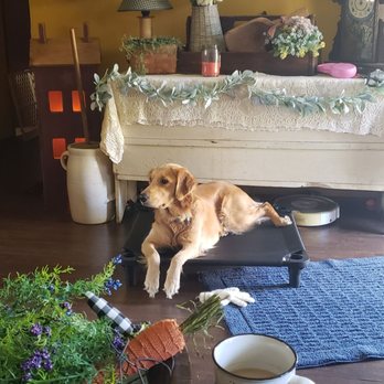 The Pawfect Place - Pet Training Near Me - Bluff City, Tennessee