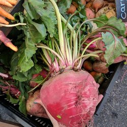 Chino Valley Summer Market - Sometimes you find the most hilarious irregularities in local produce! This beet is a giant!