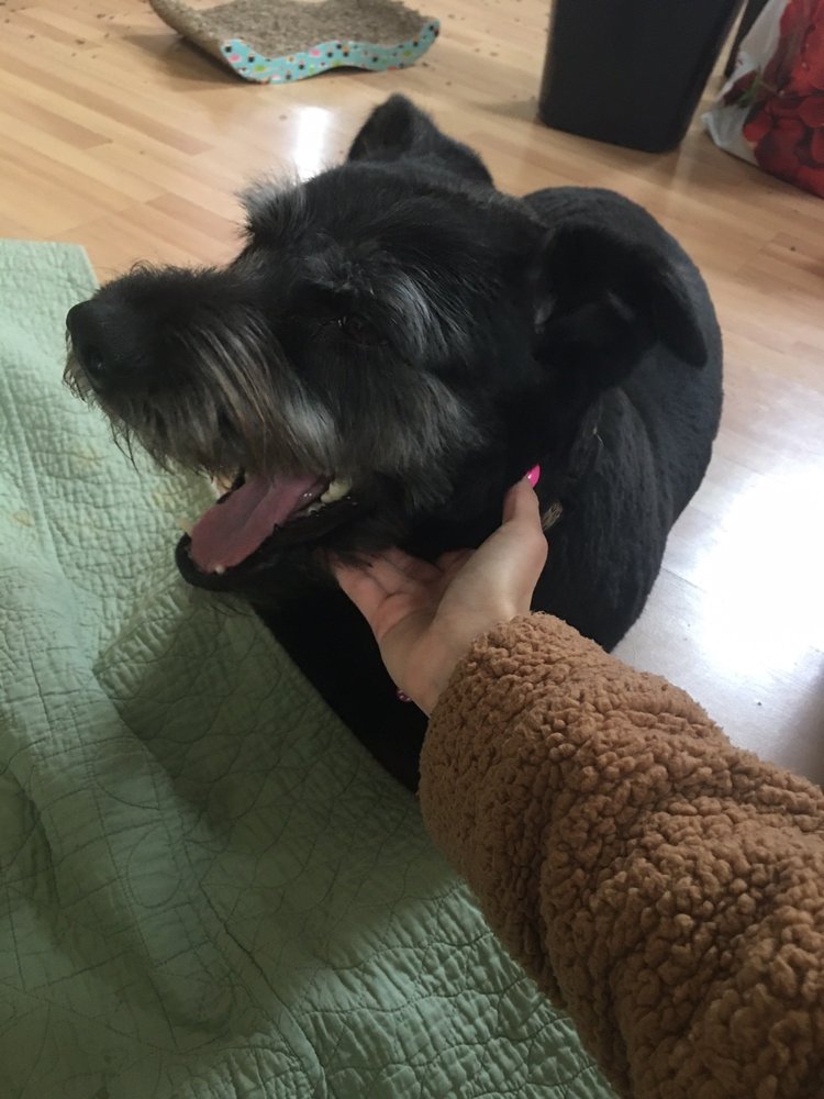 MAGIC SCISSORS DOG GROOMING 24 Photos & 13 Reviews 70 Van Zant St