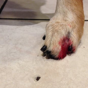 Petco - Photo of my puppy's toes after a trimming from Crown Hill Petco. - Pet Stores Near Me - Seattle, Washington Petco - Photo of my puppy's toes after a trimming from Crown Hill Petco. - Pet Stores Near Me - Seattle, Washington