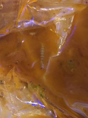 Juicy Crawfish by null