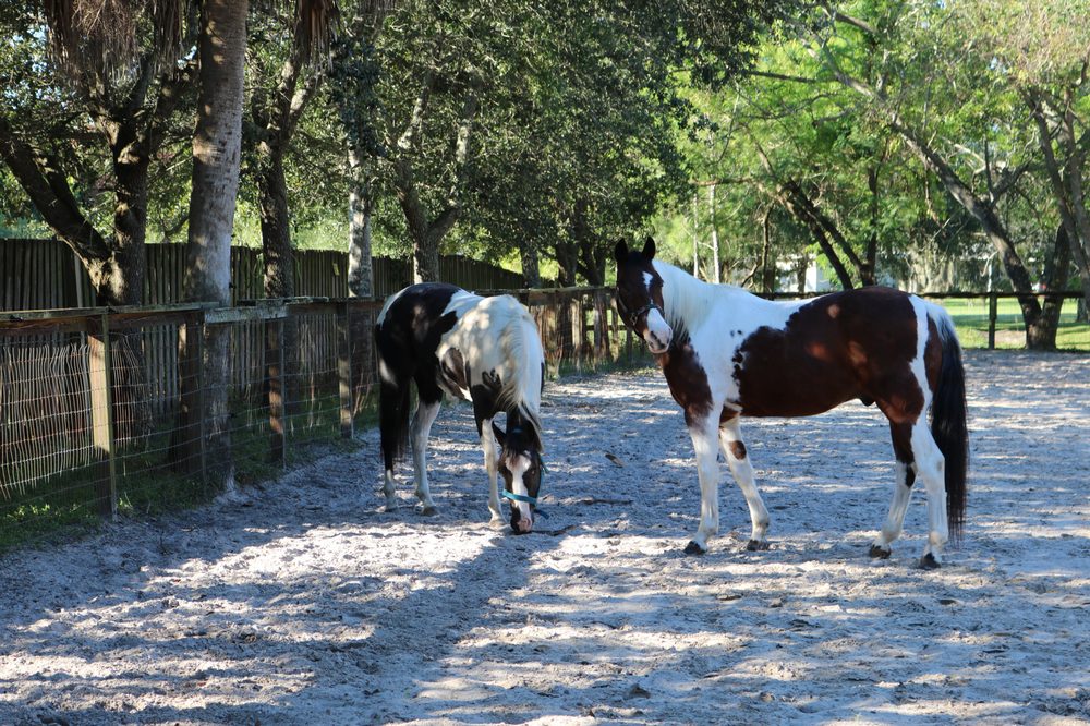 Southern Star Stables - equestrian in Pinellas Park, FL
