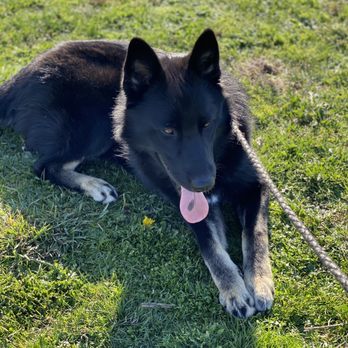 Bay Area K9 Training - Dante, now at 9 months after group training. - Pet Training Near Me Bay Area K9 Training - Dante, now at 9 months after group training. - Pet Training Near Me