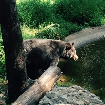 Zoo-Bear Hollow Wildlife Trail - Zoos Near Me - Athens, Georgia