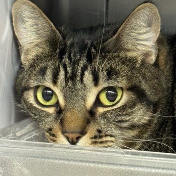 Simi Valley Animal Shelter - Marvel at the perfect evolutionary predator, the cat! - Animal Shelters Near Me - Simi Valley, California