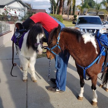 Becky's Pony Express - Petting Zoos Near Me