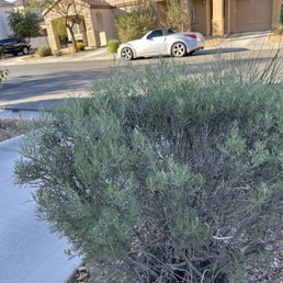 Missed trimming this bush.