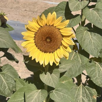 Gilcrease Orchard - Sunflower in the orchard - Fruits & Veggies Near Me - Las Vegas, Nevada Gilcrease Orchard - Sunflower in the orchard - Fruits & Veggies Near Me - Las Vegas, Nevada