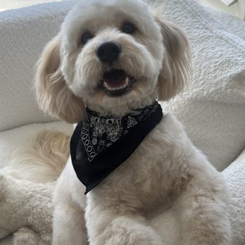 Allie & Paws - Haircut + Bandana - Pet Groomers Near Me - Downey, California