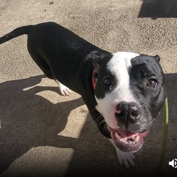 Frogs to Dogs - Benny learning recall. - Pet Training Near Me - Decatur, Georgia
