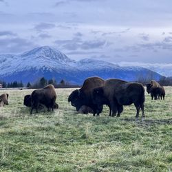 Escaping Anchorage - Bison at the Alaska Wildlife Conservation Center