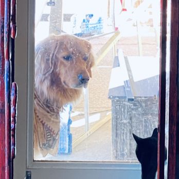 Llama Palooza Ranch and Pet Boarding - How much is that doggie in the window? - Pet Boarding Near Me - Phoenix, Arizona Llama Palooza Ranch and Pet Boarding - How much is that doggie in the window? - Pet Boarding Near Me - Phoenix, Arizona