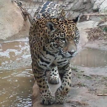 Cameron Park Zoo - Zoos Near Me - Waco, Texas
