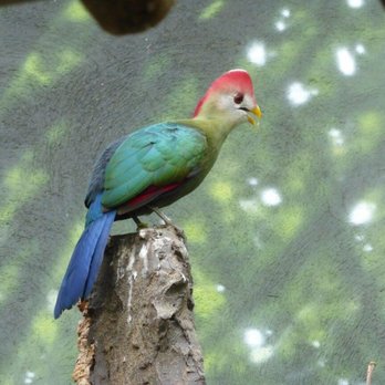 Bronx Zoo - I couldn't reach the sign to see what this bird is. The bird is beautiful. - Zoos Near Me - Bronx, New York