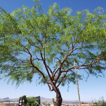 Hardys Tree Service - Tree Services Near Me - Lake Havasu City, Arizona Hardys Tree Service - Tree Services Near Me - Lake Havasu City, Arizona