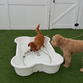 Camp Bow Wow - Pet Sitting Near Me - Indianapolis, Indiana Camp Bow Wow - Pet Sitting Near Me - Indianapolis, Indiana