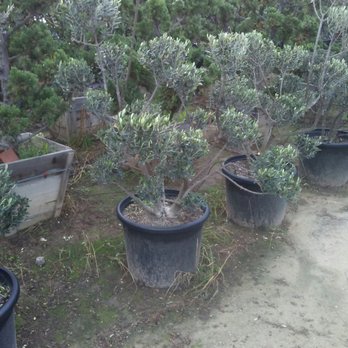 Ben K Nursery - Nurseries & Gardening Near Me - Rosemead, California