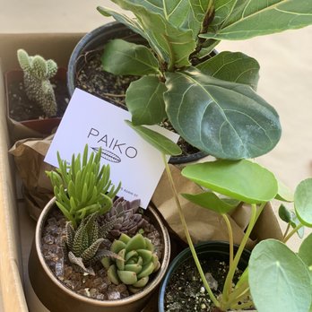 Paiko - I also purchased these beautiful plants for my momma. - Florists Near Me - Honolulu, Hawaii Paiko - I also purchased these beautiful plants for my momma. - Florists Near Me - Honolulu, Hawaii